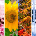 マスコの生ドレッシングで楽しむ春夏秋冬のおうちごはん宮崎スタイルレシピのイメージ写真